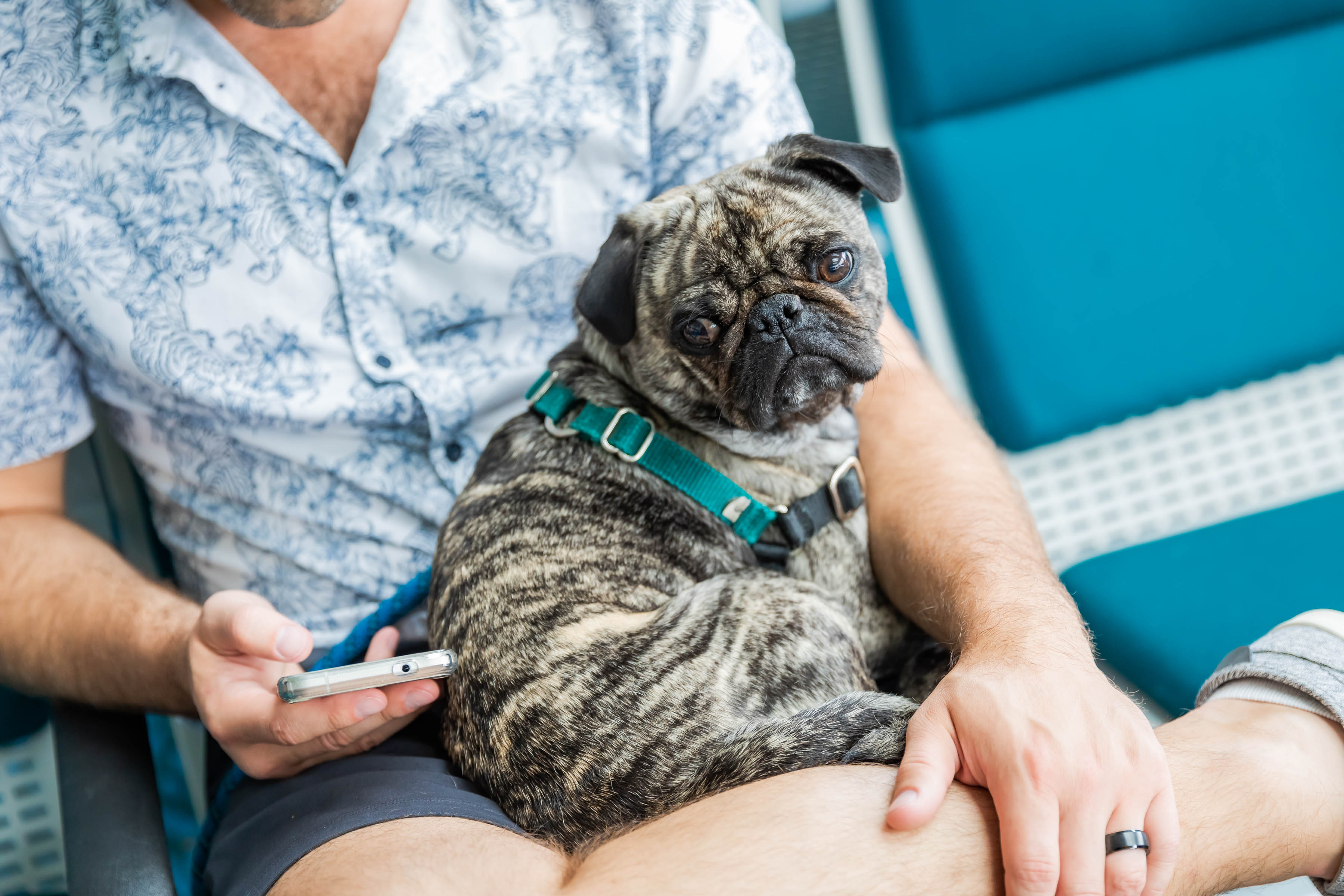 dog on the lap