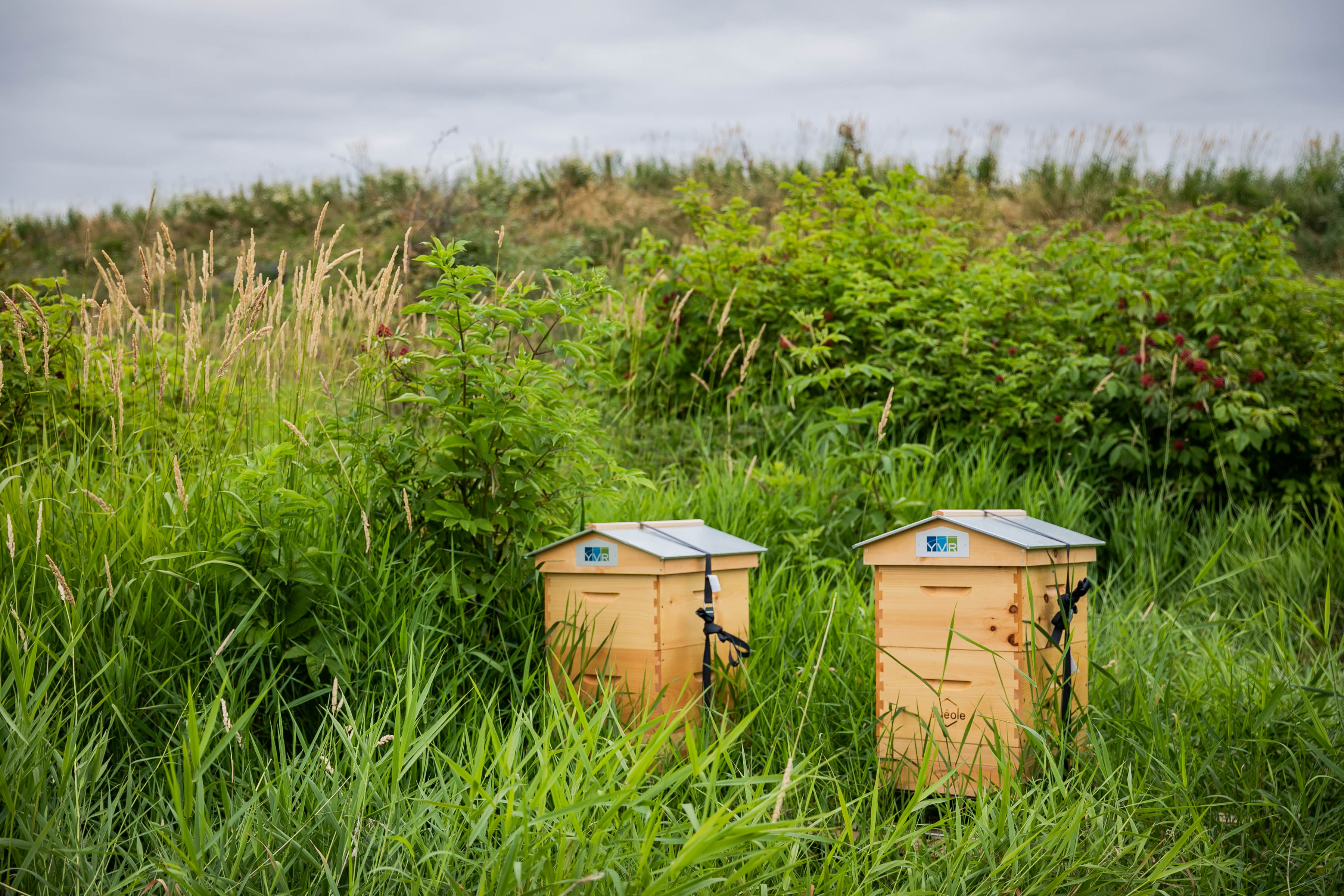two yellow beehives in a green field
